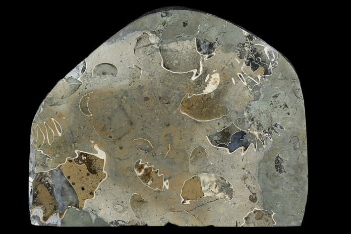 Polished Agatized/Pyritized Ammonite Fossil Slab - Germany #125416